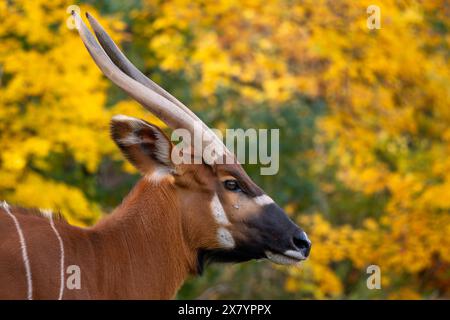 Mountain Bongo - Tragelaphus eurycerus isaaci, portrait d'une belle antilope colorée en danger critique d'extinction endémique des jungles tropicales du Kenya. Banque D'Images