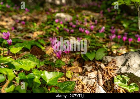 Alpenveilchen in der Schlucht Velika Paklenica im Nationalpark Paklenica, Kroatien, Europa | Cyclamen au canyon de Velika Paklenica, Paklenica Natio Banque D'Images