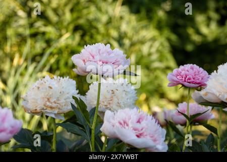 Le saumon gravé rose double pivoine a fleuri en été Banque D'Images