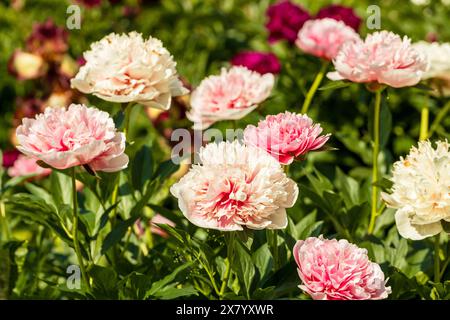 Le saumon gravé rose double pivoine a fleuri en été Banque D'Images