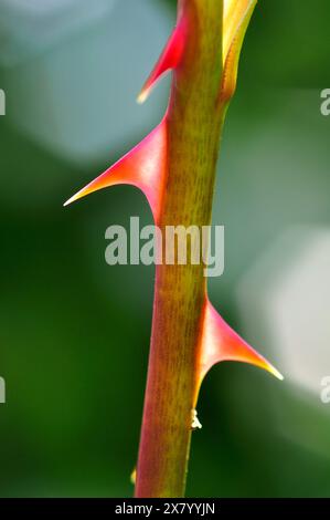 Rosa Thorn, Close Up. Banque D'Images