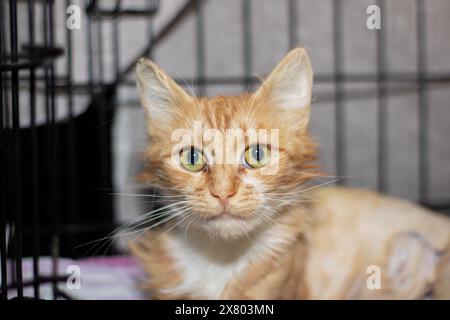 Un Felidae carnivore avec des moustaches, le chat domestique à poil court, dans une cage. Petit à moyen, de couleur faunique avec un museau. Confinement pour animaux terrestres Banque D'Images