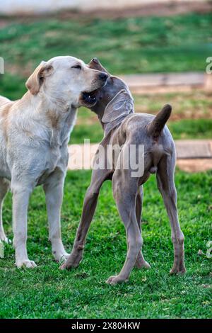 deux chiens, weimaraner jeune chiot chien et labrador retriever à l'extérieur, jouant dans le jardin Banque D'Images