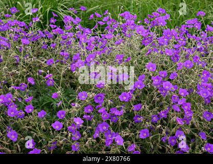 Gros plan sur les fleurs violettes-bleues de la plante herbacée de jardin pérenne Géranium Orion. Banque D'Images