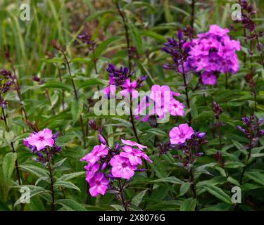 Gros plan sur les fleurs lilas de la floraison d'été herbacée jardin vivace phlox paniculata bleu soir. Banque D'Images