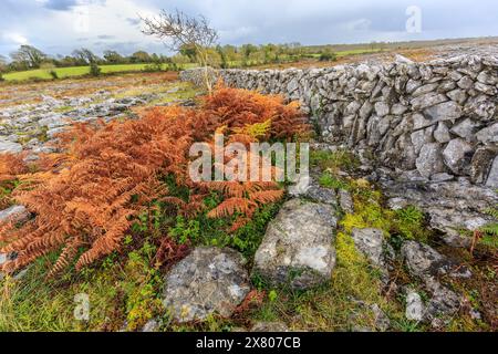 Bracken et fougères sur le Burren, Co. Clare, Irlande Banque D'Images