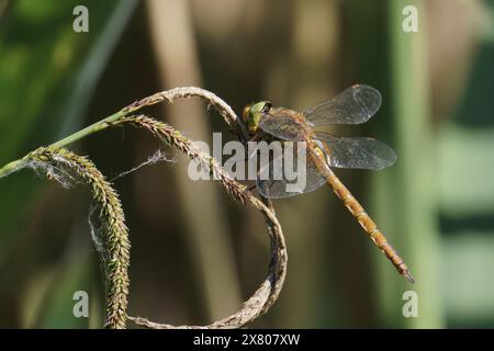 libellule, spécimen mâle de faucon aux yeux verts ou de faucon de norfolk ; Aeshna isoceles ; Aeshnidae Banque D'Images