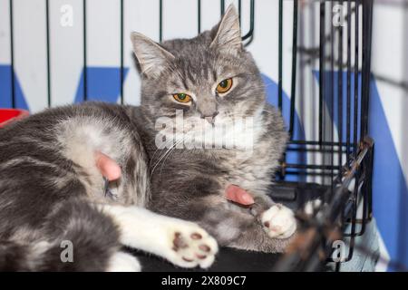 Carnivore Felidae avec des moustaches et un museau, le chat domestique à poil court de petite à moyenne taille est allongé dans une cage, regardant la caméra avec son p Banque D'Images