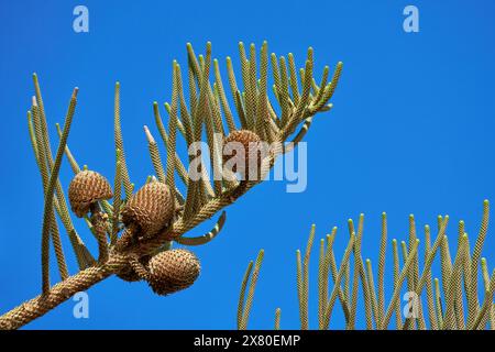 Branche avec des cônes bruns mûrs du pin de l'île Norfolk (Araucaria heterophylla) à Lanzarote Banque D'Images