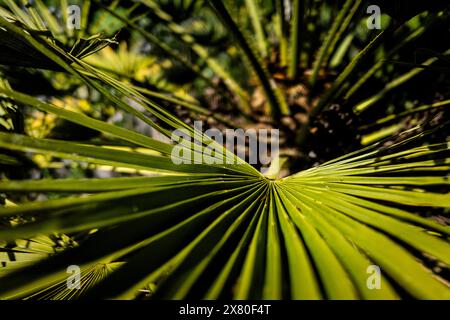 Vue rapprochée d'un Trachycarpus fortunei poussant dans Trenance Gardens à Newquay en Cornouailles au Royaume-Uni. Banque D'Images