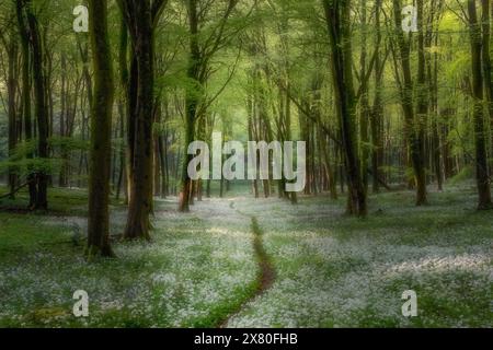 Le soleil tôt le matin commence à pénétrer à travers les bois de Wildham et illumine les fleurs d'ail sauvages dans le parc national de South Downs. Banque D'Images