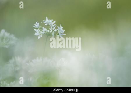 Une fleur d'ail sauvage parmi d'autres dans l'ancienne forêt de Wildham dans le parc national de South Downs dans le Sussex de l'Ouest Banque D'Images