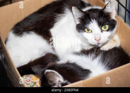 Un chat domestique à poil court, un membre de la famille des Felidae et un carnivore, avec des moustaches et de la fourrure, se prélasse dans une boîte d'expédition en bois Banque D'Images