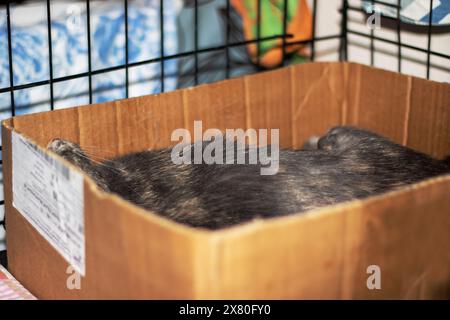 Un chat domestique à poil court, un membre de la famille des Felidae et un carnivore, avec des moustaches et de la fourrure, se prélasse dans une boîte d'expédition en bois Banque D'Images