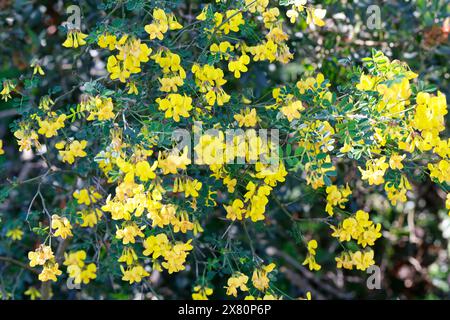 Strauchwicke, Strauchkronwicke, Strauch-Kronwicke, Hippocrepis emerus, Coronilla emerus, Scorpion Senna, la coronille des jardins, la coronille arbris Banque D'Images