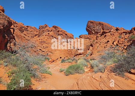 Sagebrush et formations rocheuses rouges dans les grès du Valley of Fire State Park sur le sentier Mouse's Tank près d'Overton, Nevada contre un bleu vif Banque D'Images