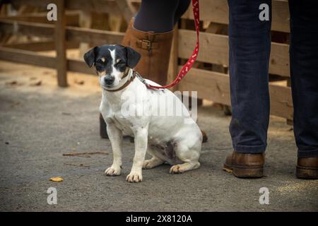 White Jack Russell terrier assis patiemment tandis que son propriétaire regarde les débats à la foire des moutons de Masham. Yorkshire du Nord. ROYAUME-UNI Banque D'Images