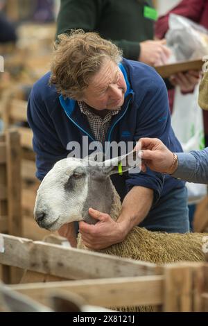 Gros plan de la tête d'un mouton Leicester à face bleue stabilisé par son propriétaire alors que le juge, hors tir, examine son oreille. Masham Sheep Fair, Royaume-Uni Banque D'Images