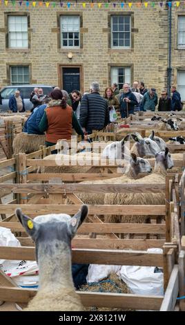 Moutons dans des enclos en bois à Masham Sheep Fair, Royaume-Uni Banque D'Images