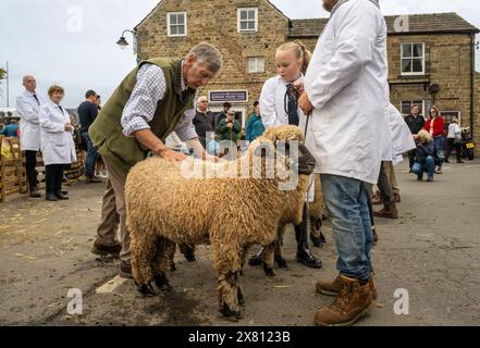 Juge inspectant les moutons tandis que leurs propriétaires, vêtus de manteaux blancs, regardent à Masham Sheep Fair. North Yorkshire, Royaume-Uni Banque D'Images