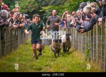 Course de moutons à Masham Sheep Fair, Royaume-Uni Banque D'Images