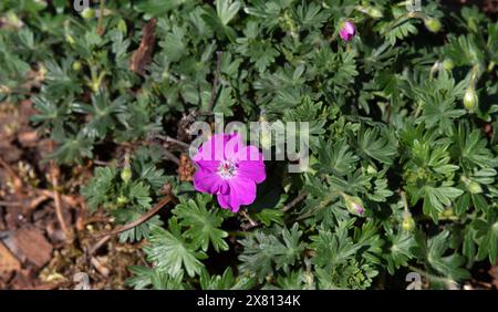 Géranium sanguineum 'max Frei' Banque D'Images