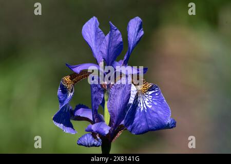 Iris 'Tropic Night' (SIB) Banque D'Images