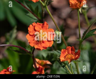 Geum coccineum « Reine de l'orange » Banque D'Images