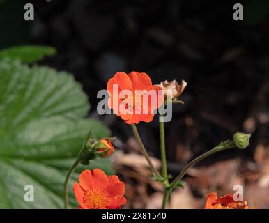 Geum coccineum « Reine de l'orange » Banque D'Images