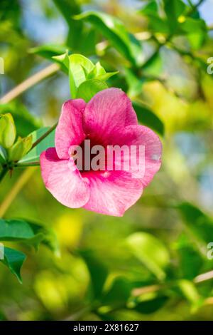 Allamanda blanchetii (allamanda violet, allamanda violet, allamanda violacea). La fibre de tige peut être extraite qui est très forte et blanche soyeuse Banque D'Images