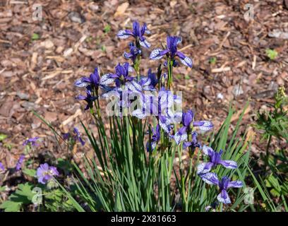 Iris sibirica 'vol des papillons' Banque D'Images