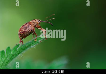 Noix Weevil, genre Curculio peut-être Curculio venosus reposant sur Une feuille de Neetle piquante, New Forest UK Banque D'Images
