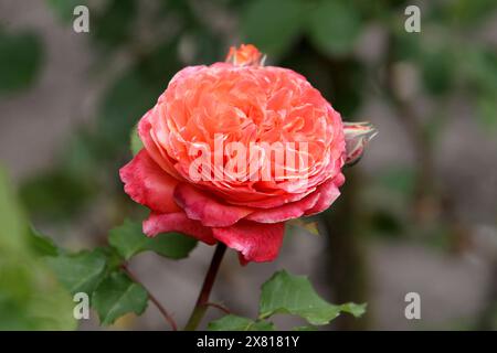 Non exclusif : DNIPRO, UKRAINE - 21 MAI 2024 - Une rose fleurit dans le parc Lazar Hloba, Dnipro, Ukraine centrale. Banque D'Images