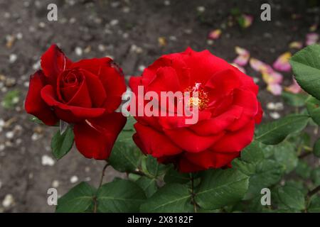 Non exclusif : DNIPRO, UKRAINE - 21 MAI 2024 - fleurs de roses rouges dans le parc Lazar Hloba, Dnipro, Ukraine centrale. Banque D'Images