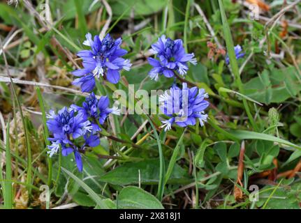 Milkwort commun, Polygala vulgaris, Polygalaceae. Oxfordshire, Royaume-Uni. Une fleur sauvage britannique. Banque D'Images