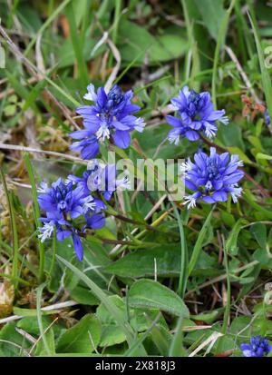 Milkwort commun, Polygala vulgaris, Polygalaceae. Oxfordshire, Royaume-Uni. Une fleur sauvage britannique. Banque D'Images