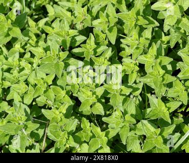 Marjolaine sauvage ou origan, Origanum vulgare, Lamiaceae. Herbe aromatique. Homefield Wood, Buckinghamshire, Royaume-Uni Banque D'Images