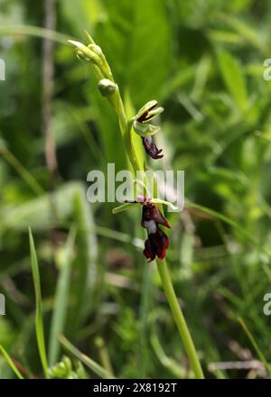 Orchidée de mouche, Ophrys insectifera, Orchidaceae. Une orchidée sauvage britannique. Réserve naturelle de Homefield Wood, Buckinghamshire, Royaume-Uni Banque D'Images