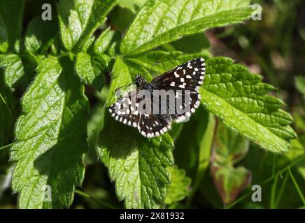 Skipper Butterfly, Pyrgus malvae, Pyrginae, Hesperiidae, Lepidoptera. Masculin. Mai, Chalk Downs, Bedfordshire, Royaume-Uni Banque D'Images