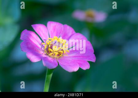 Gros plan d'une zinnia rose vibrante dans la douce lumière du matin. Banque D'Images