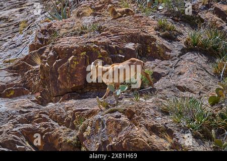 Mouton de Barbarie dans le parc national de Big Bend au Texas. Banque D'Images