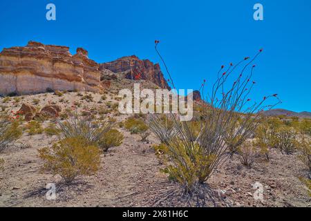 Ocotillo fleuri poussant le long du Lower Burro Mesa Pouroff Trail dans le parc national de Big Bend, Texas. Banque D'Images