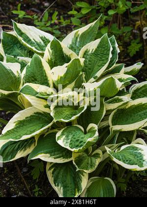 Larges feuilles panachées vertes et blanches de la vivacité rustique Hosta 'Patriot' Banque D'Images