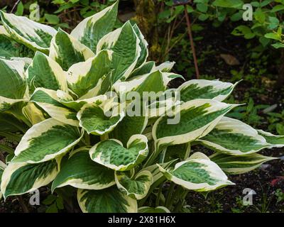 Larges feuilles panachées vertes et blanches de la vivacité rustique Hosta 'Patriot' Banque D'Images