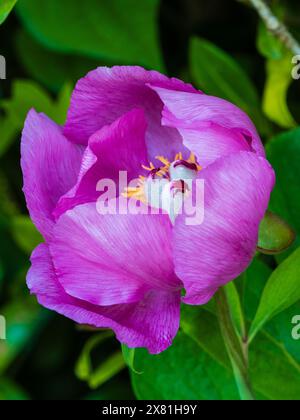 Fleur rose unique de la pivoine rustique de l'espèce florissante du début de l'été, Paeonia mascula Banque D'Images