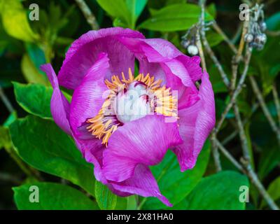 Fleur rose unique de la pivoine rustique de l'espèce florissante du début de l'été, Paeonia mascula Banque D'Images