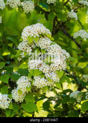 Grappes de petites fleurs blanches du petit arbre à feuilles caduques rustiques Photinia villosa Banque D'Images