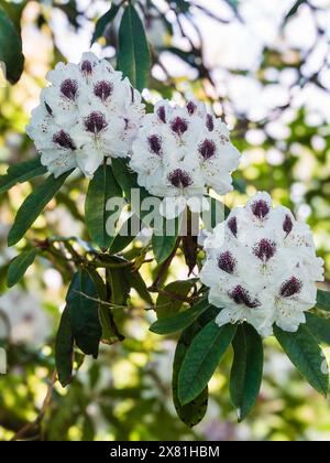 Fermes printanières à fleurs blanches aux yeux foncés du rustique Rhododendron 'Sappho', un hybride patrimonial d'avant 1867 Banque D'Images