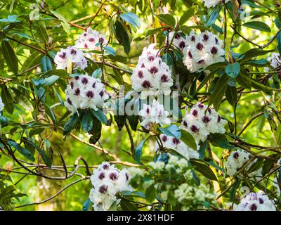 Fermes printanières à fleurs blanches aux yeux foncés du rustique Rhododendron 'Sappho', un hybride patrimonial d'avant 1867 Banque D'Images