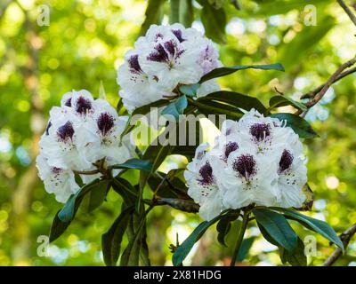 Fermes printanières à fleurs blanches aux yeux foncés du rustique Rhododendron 'Sappho', un hybride patrimonial d'avant 1867 Banque D'Images